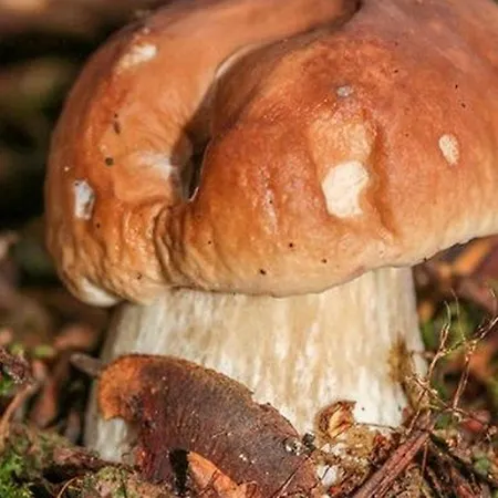 Semesterbostad Chaleureux Entre Festivals, Nature Et Confort Avec Wifi A - Fr-1-582-237